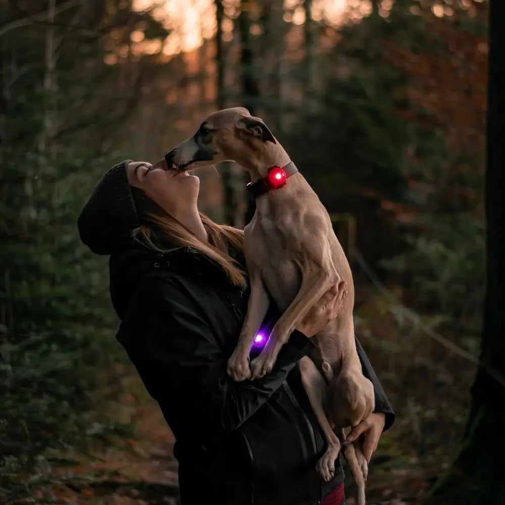 Orbiloc Safety Light - Das Sicherheitslicht für Hund und Halter Jetzt erhältlich bei  Dogsmopolitan