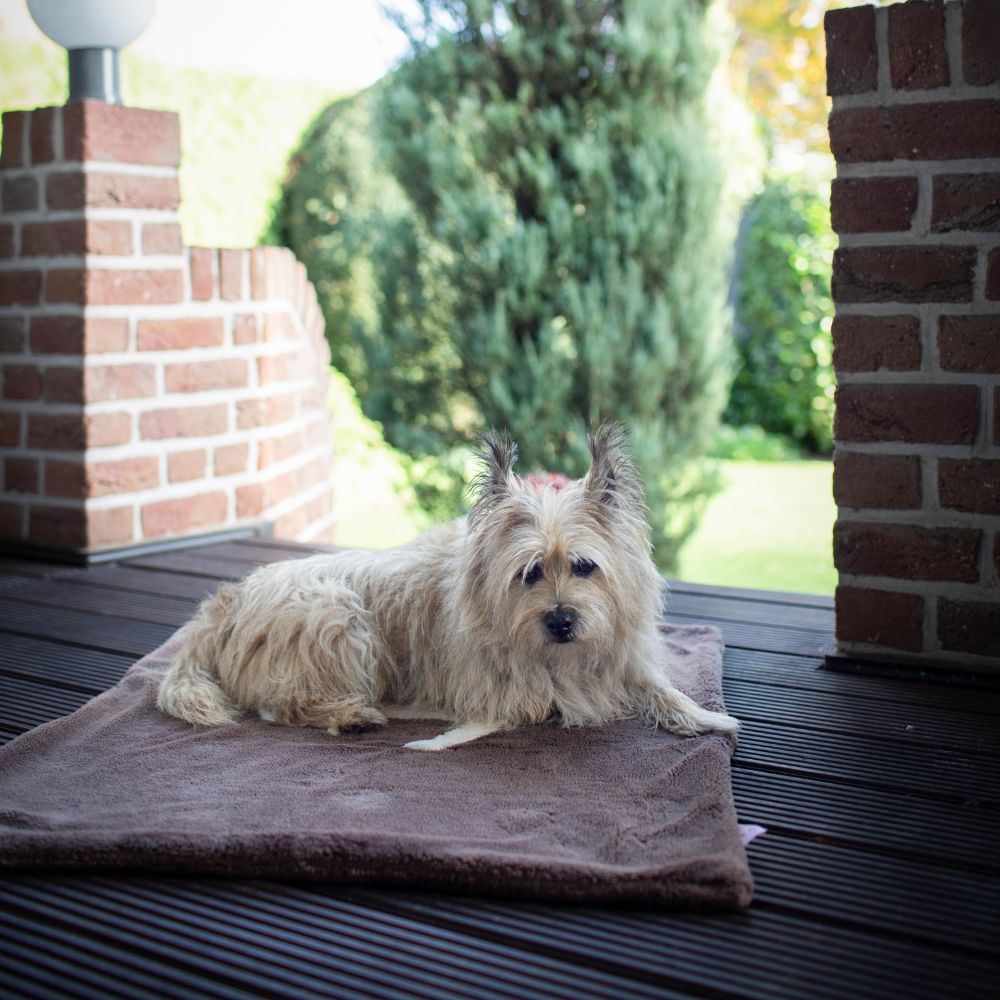 Hundedecke mit Anker braun Jetzt erhältlich bei  Dogsmopolitan