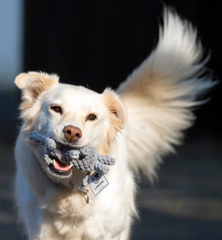 Elton Elefant - Sanfter Dickhäuter Jetzt erhältlich bei  Dogsmopolitan