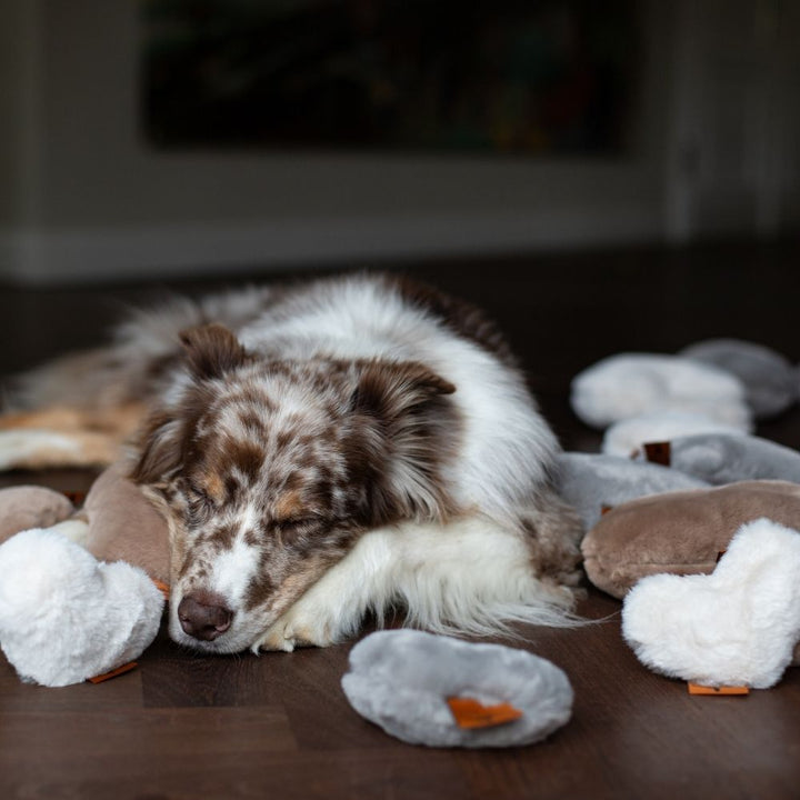 Australian Shepperd kuschelt mit Hyggebone