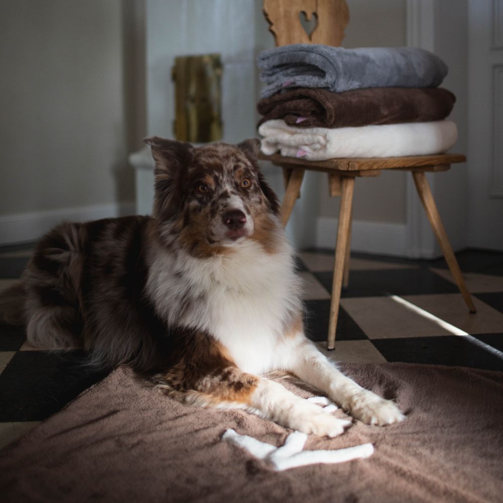 Hundedecke mit Anker braun Jetzt erhältlich bei  Dogsmopolitan