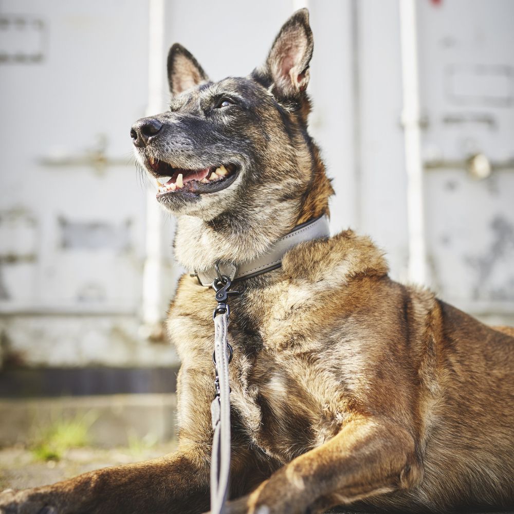 Amici Halsband Grau-Anthrazit Jetzt erhältlich bei  Dogsmopolitan