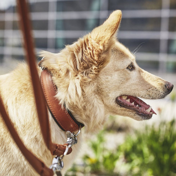 Amici Halsband Cognac-Anthrazit Jetzt erhältlich bei  Dogsmopolitan