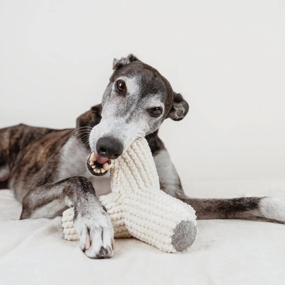 Breuer - Vielseitiges Spielzeug Jetzt erhältlich bei  Dogsmopolitan