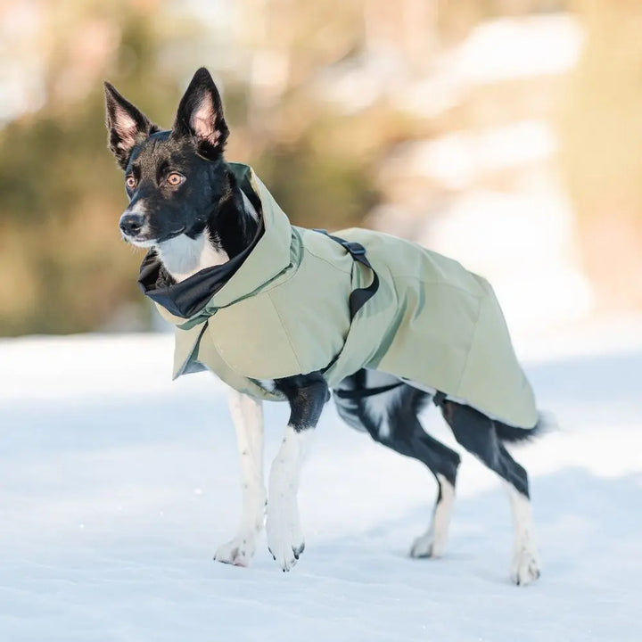 Hochreflektierende Hundewinterjacke Grün Jetzt erhältlich bei  Dogsmopolitan