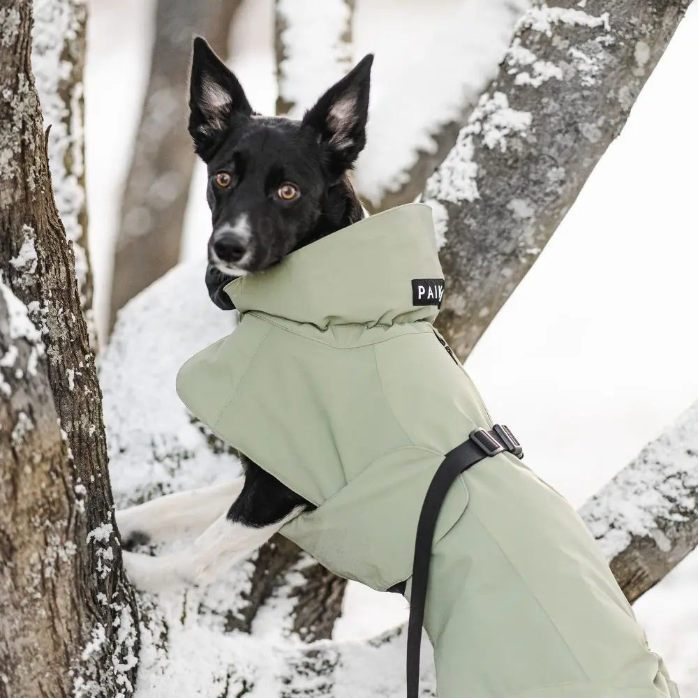 Hochreflektierende Hundewinterjacke Grün Jetzt erhältlich bei  Dogsmopolitan