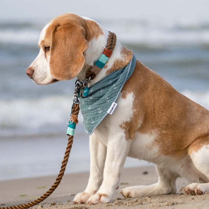 ZEELANDSE HOND Zandkasteel