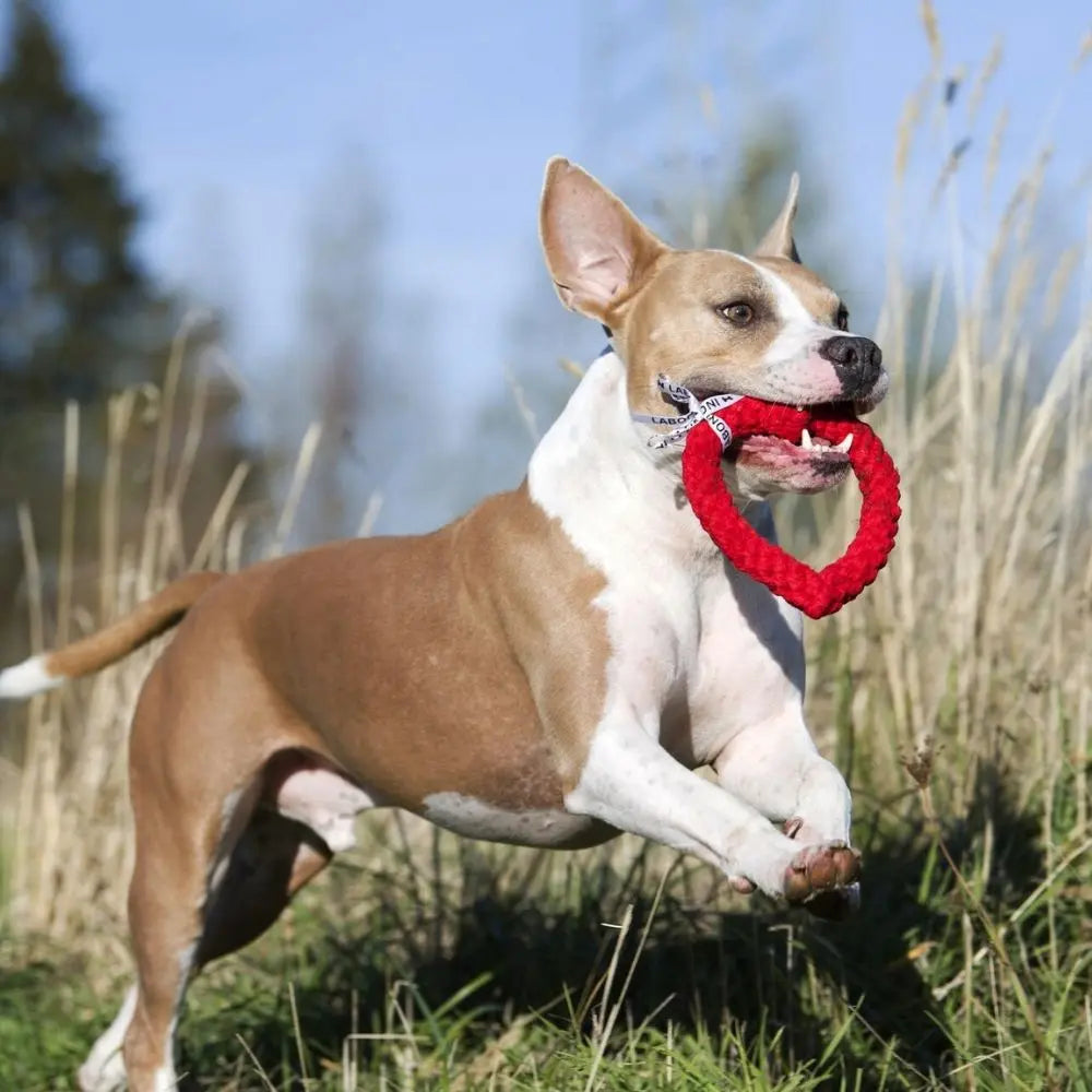 Hertha Herz Jetzt erhältlich bei  Dogsmopolitan