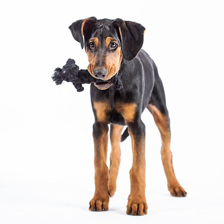 Kater Casanova Jetzt erhältlich bei  Dogsmopolitan