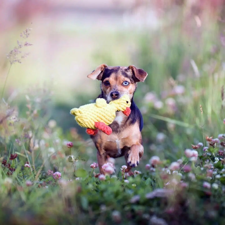 Emma Ente - Frisch Geschlüpft Jetzt erhältlich bei  Dogsmopolitan