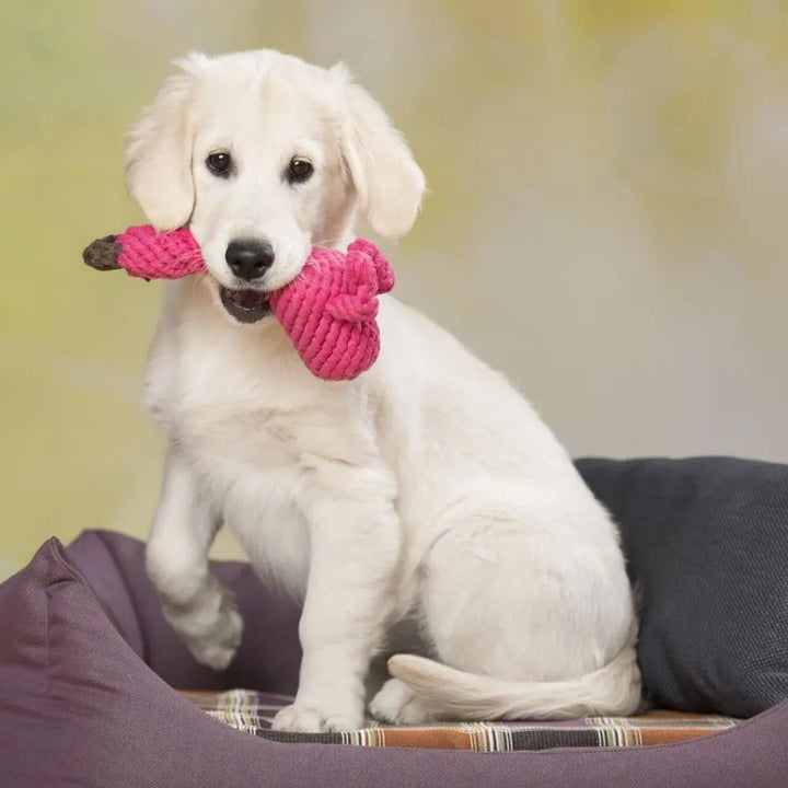 Franzi Flamingo - Pinker Hingucker Jetzt erhältlich bei  Dogsmopolitan