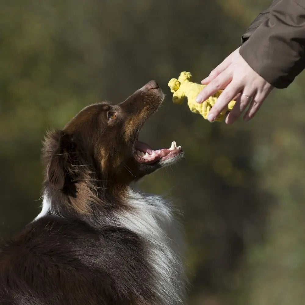 Greta Giraffe Jetzt erhältlich bei  Dogsmopolitan