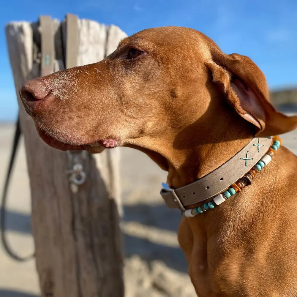 Zeeland Dog Leder Taupe Jetzt erhältlich bei  Dogsmopolitan