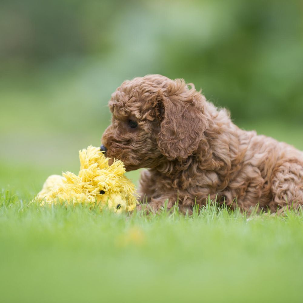 Leo Löwe Jetzt erhältlich bei  Dogsmopolitan