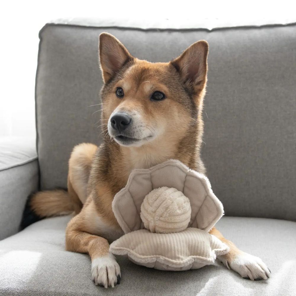 Oyster POP Jetzt erhältlich bei  Dogsmopolitan