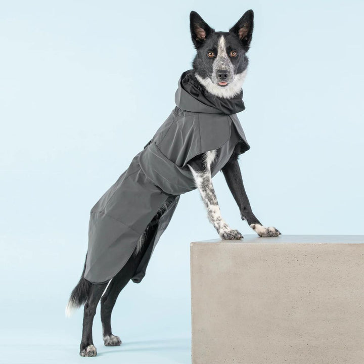 Hochreflektierende Hundewinterjacke Schwarz Jetzt erhältlich bei  Dogsmopolitan