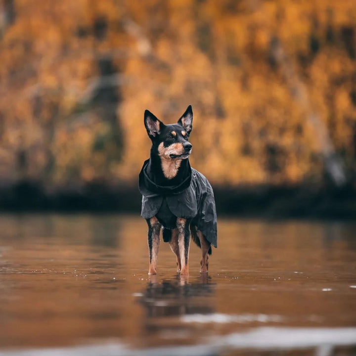 Hochreflektierende Hundewinterjacke Schwarz Jetzt erhältlich bei  Dogsmopolitan