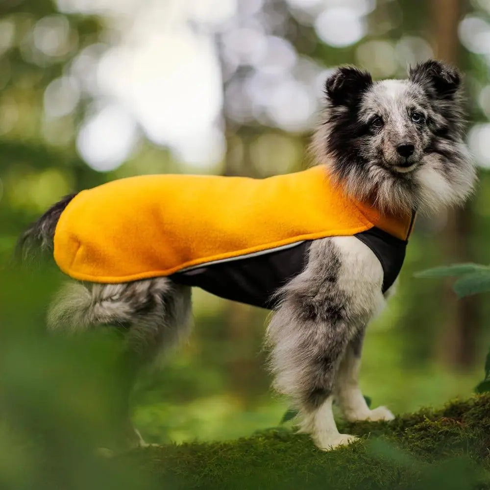 Jumppa Pomppa Curry Jetzt erhältlich bei  Dogsmopolitan