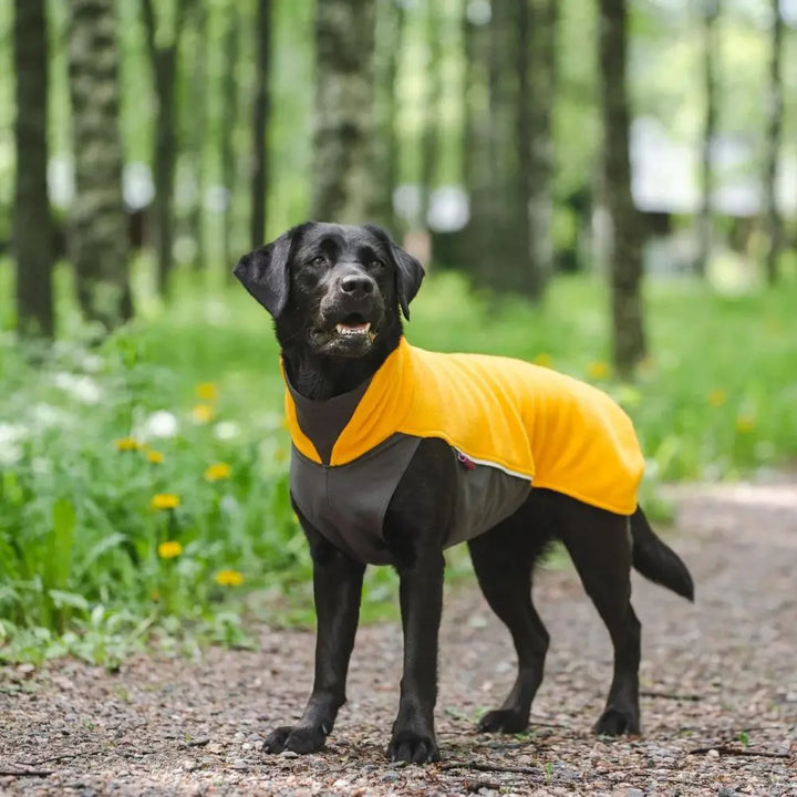 Jumppa Pomppa Curry Jetzt erhältlich bei  Dogsmopolitan