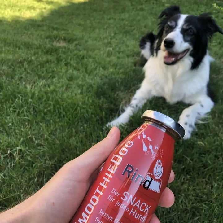 SmoothieDog Rind Jetzt erhältlich bei  Dogsmopolitan