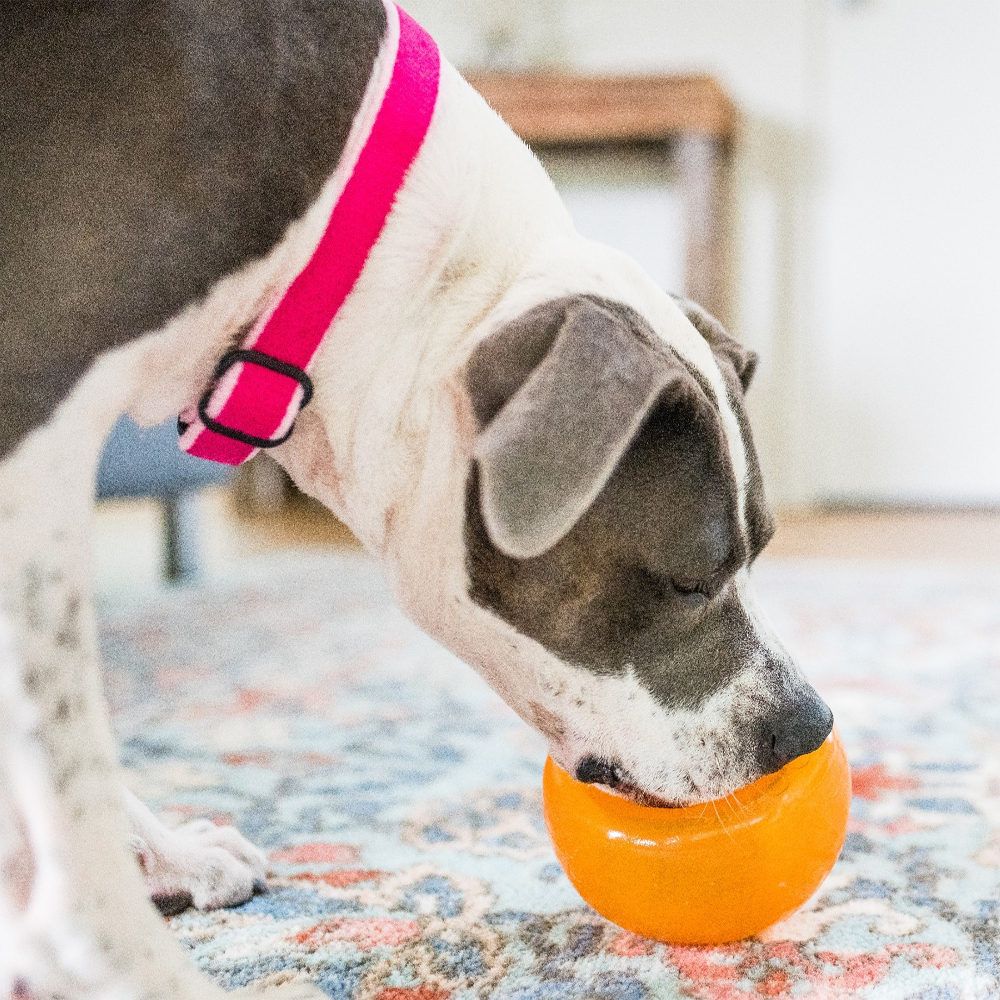 Intelligenzball Snoop Jetzt erhältlich bei  Dogsmopolitan