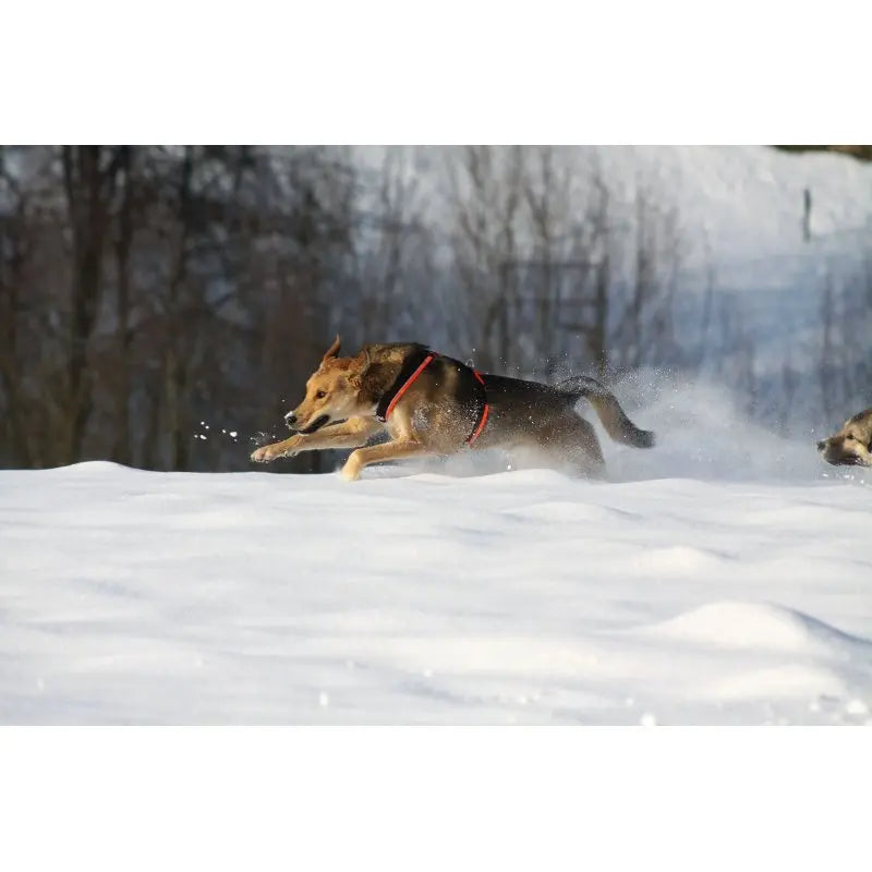 AnnyX Hundegeschirr Protect Jetzt erhältlich bei  Dogsmopolitan