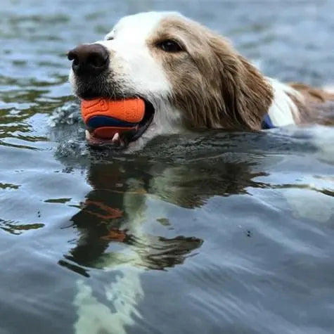 Chuck it Ultra Ball - verschiedene Größen Jetzt erhältlich bei  Dogsmopolitan