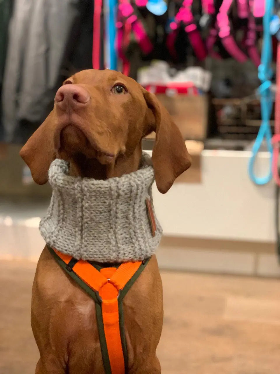 Strickloop aus weicher Wolle Jetzt erhältlich bei  Dogsmopolitan