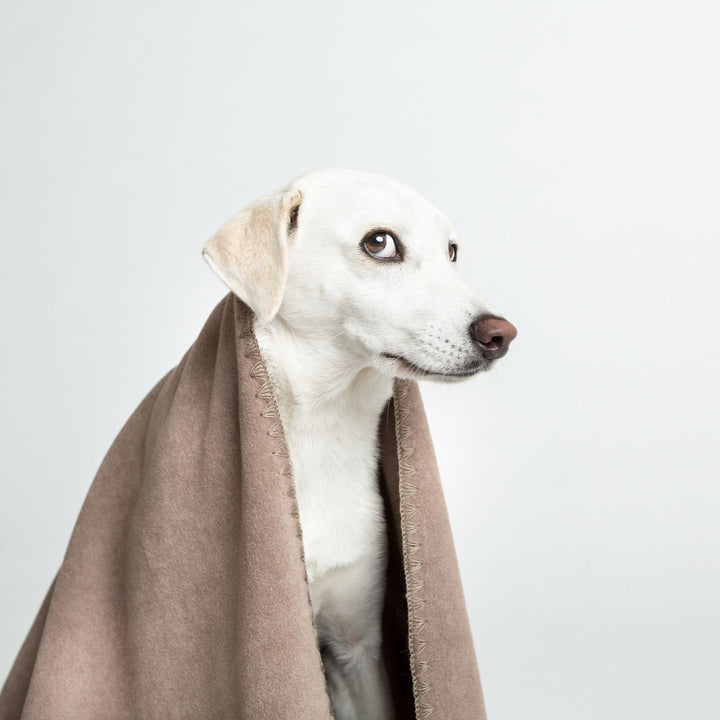 Cloud7 Fleece Dog Blanket 