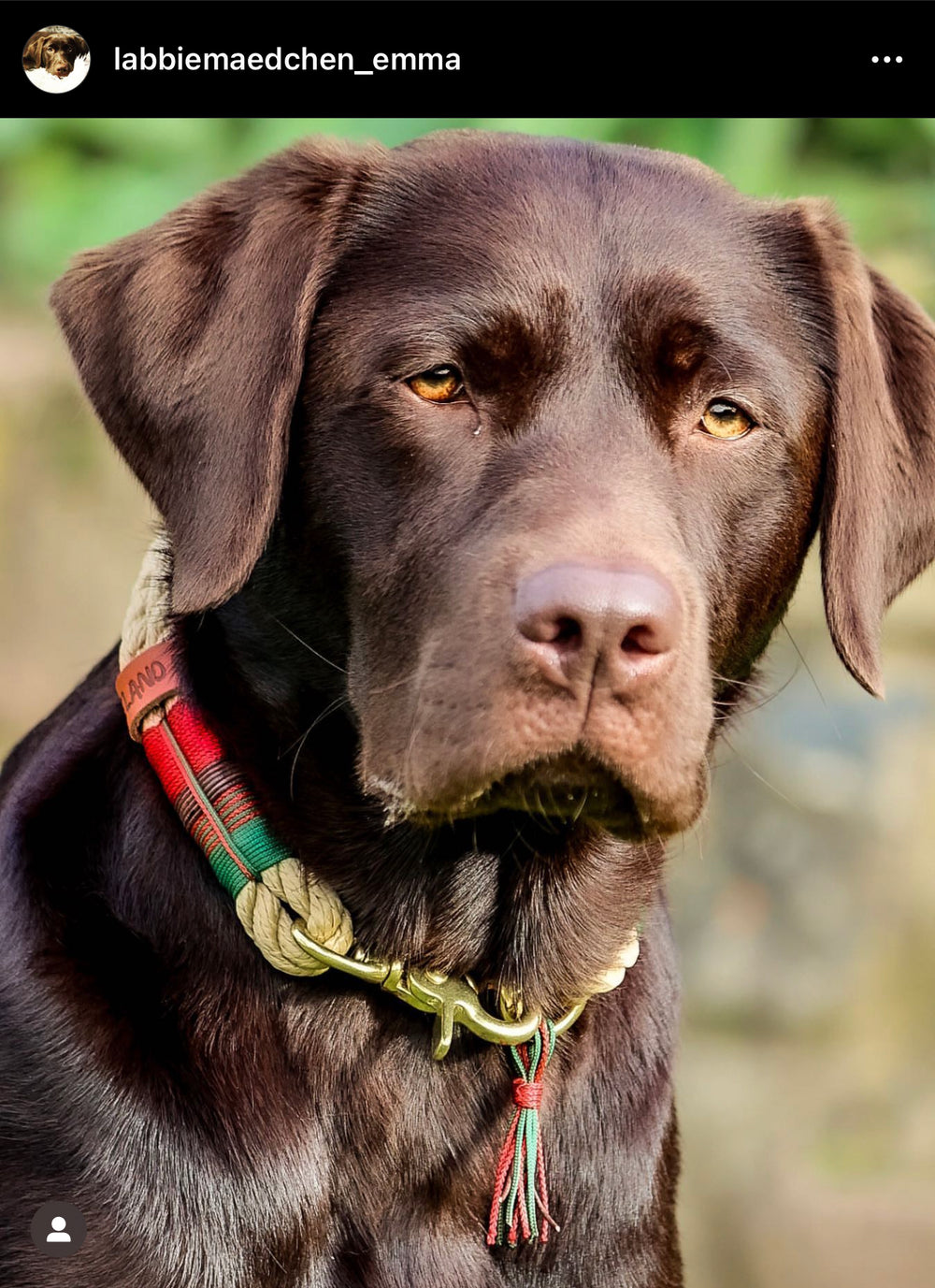 Zeeland Dog "Emma's Weihnachtstraum" Jetzt erhältlich bei  Dogsmopolitan