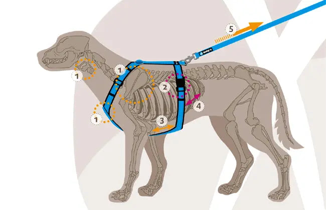 AnnyX Hundegeschirr Fun Schwarz-Schwarz Jetzt erhältlich bei  Dogsmopolitan