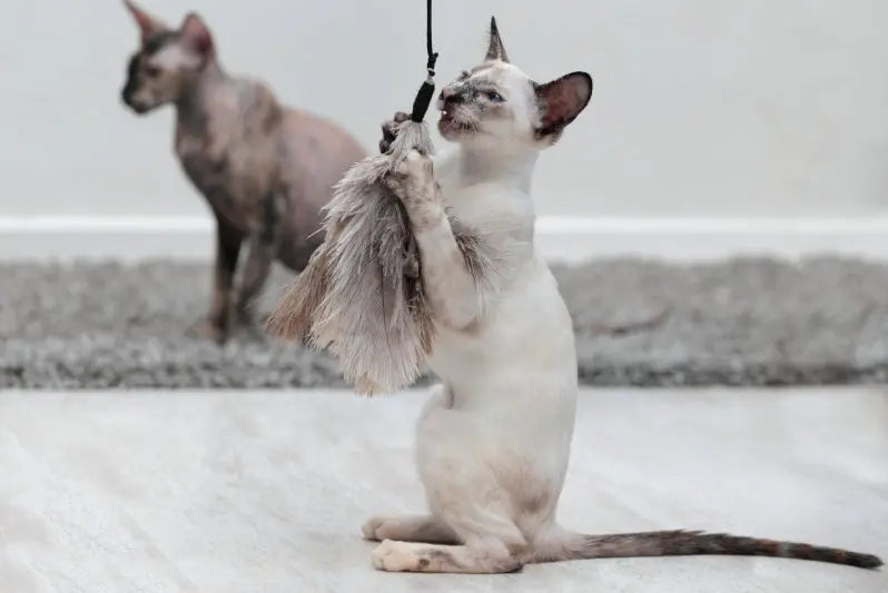 Katzenangel - Straußenfederangel Swing Jetzt erhältlich bei  Dogsmopolitan