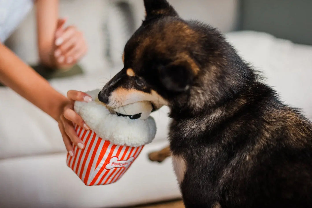 Poppin Popcorn Jetzt erhältlich bei  Dogsmopolitan