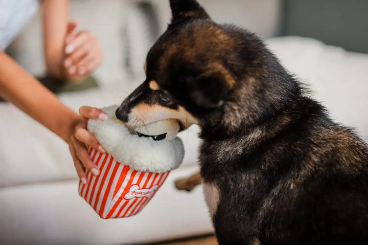 Poppin Popcorn Jetzt erhältlich bei  Dogsmopolitan