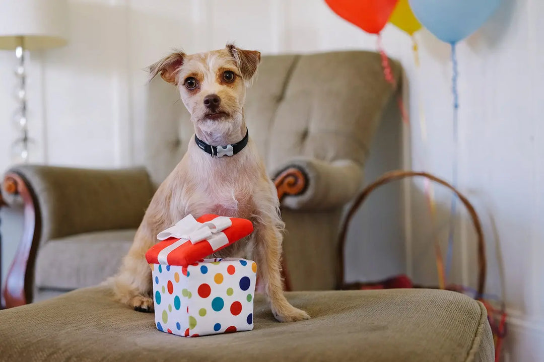 Geburtstagsgeschenk für Hunde *Must-have zum Geburtstag* Jetzt erhältlich bei  Dogsmopolitan