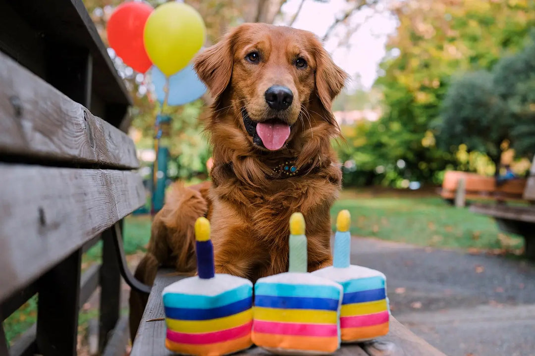 Hundekuchen *Must-have zum Geburtstag* Jetzt erhältlich bei  Dogsmopolitan